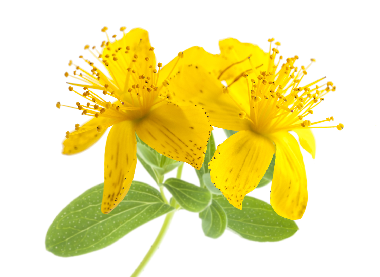 st-johns-wort-for-anxiety