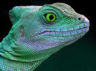 reptilian brain anxiety help