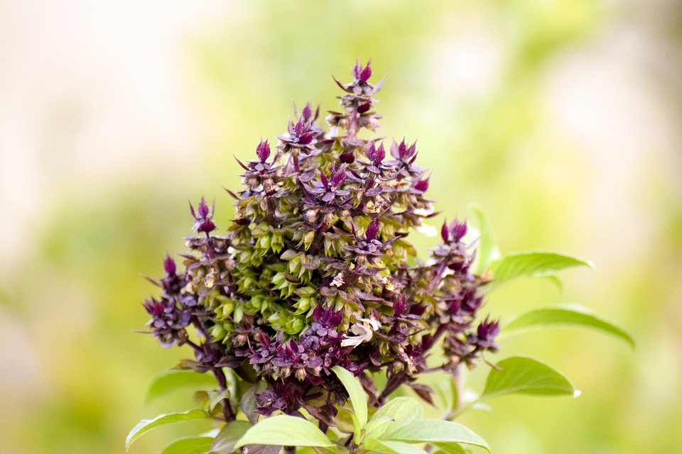 holy basil for anxiety