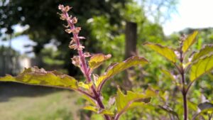 holy basil for anxiety